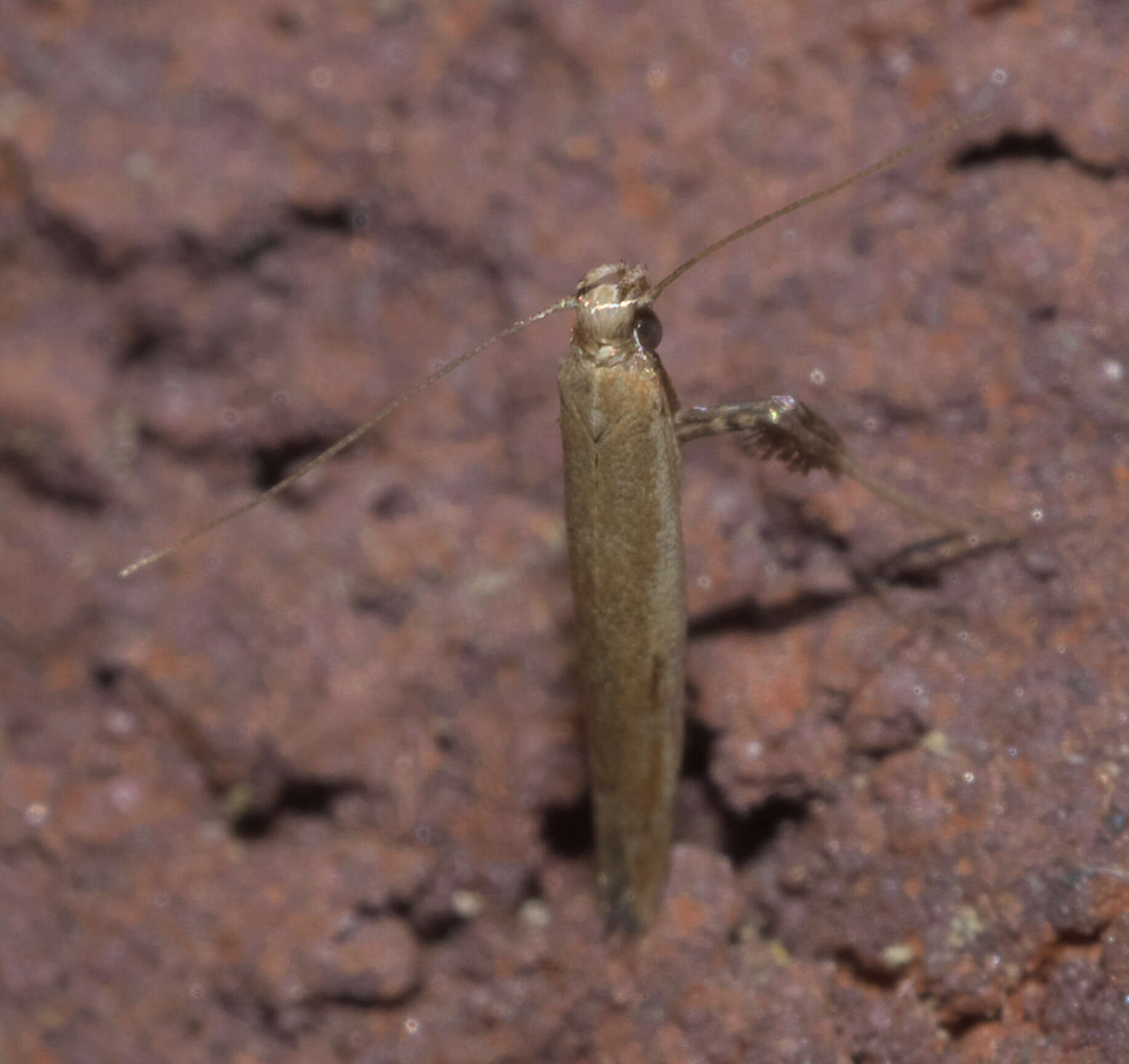 Image of Caloptilia violacella (Clemens 1860)