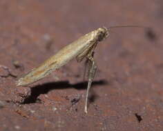 Image of Caloptilia violacella (Clemens 1860)