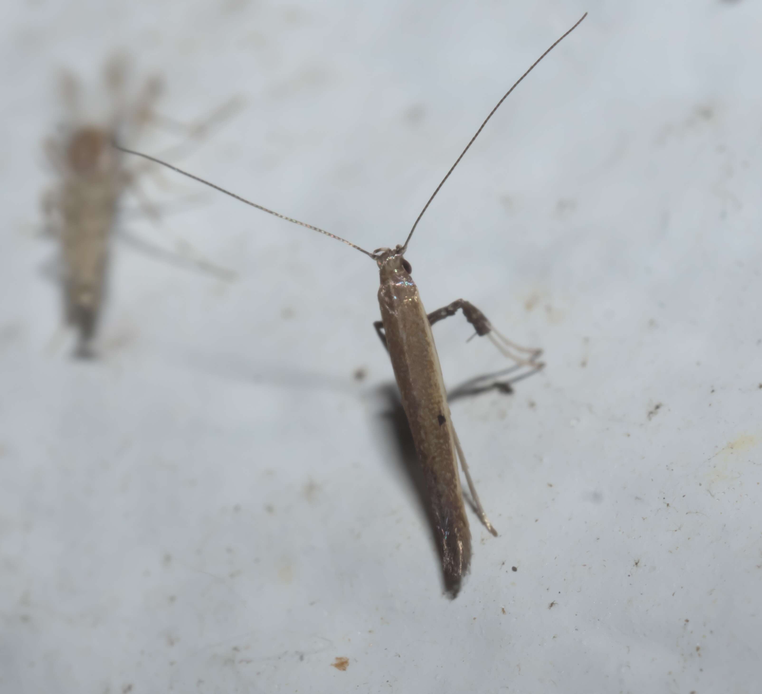 Image of Caloptilia violacella (Clemens 1860)