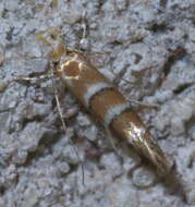 Image of Pecan Leafminer