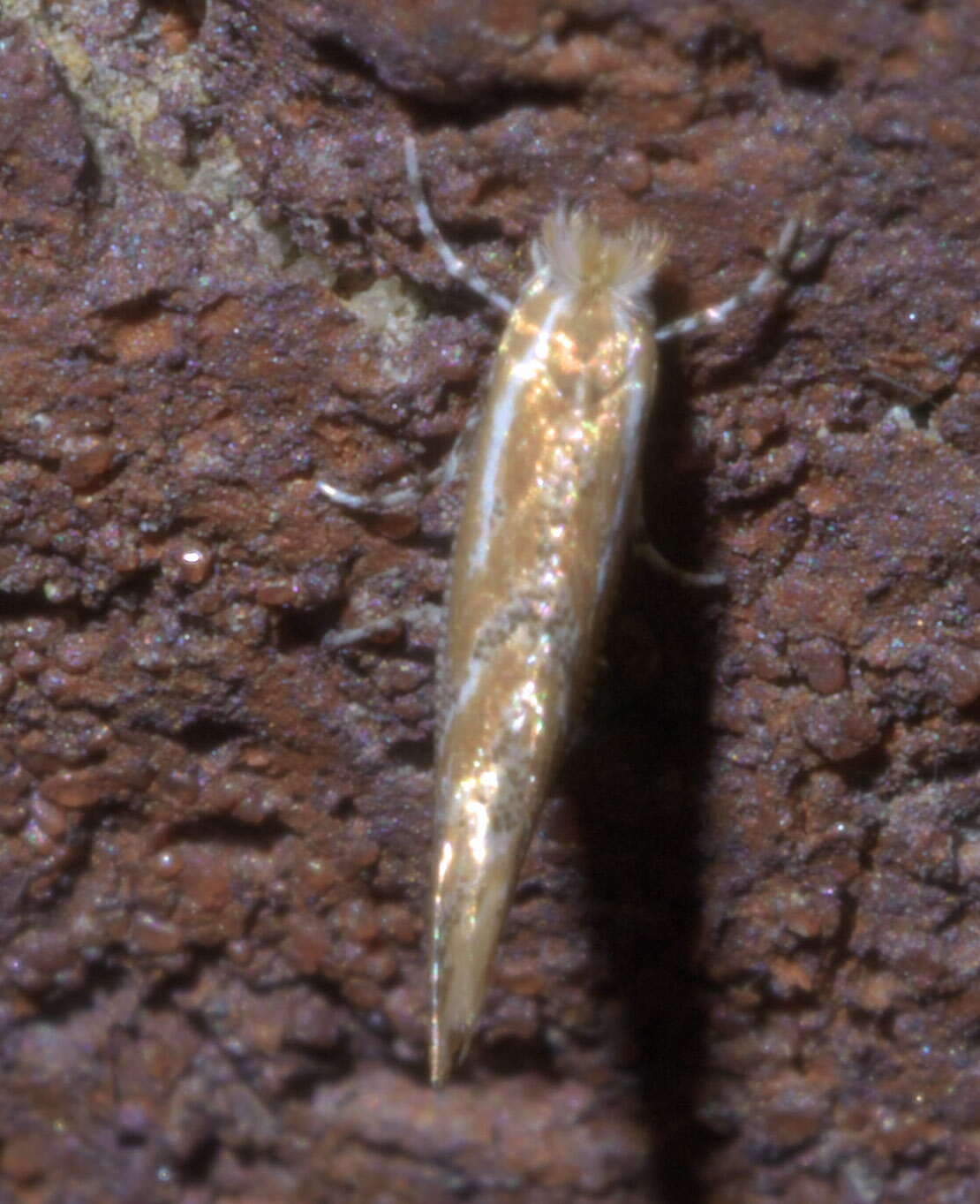 Image of Phyllonorycter celtisella (Chambers 1871)