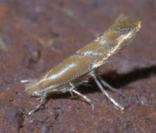 Image of Phyllonorycter celtisella (Chambers 1871)