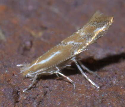 Image of Phyllonorycter celtisella (Chambers 1871)