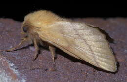 Image of Forest Tent Caterpillar Moth