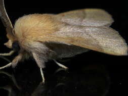 Image of Forest Tent Caterpillar Moth