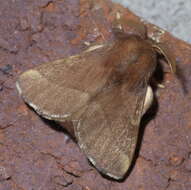 Image of Forest Tent Caterpillar Moth