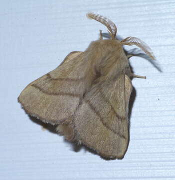 Image of Forest Tent Caterpillar Moth