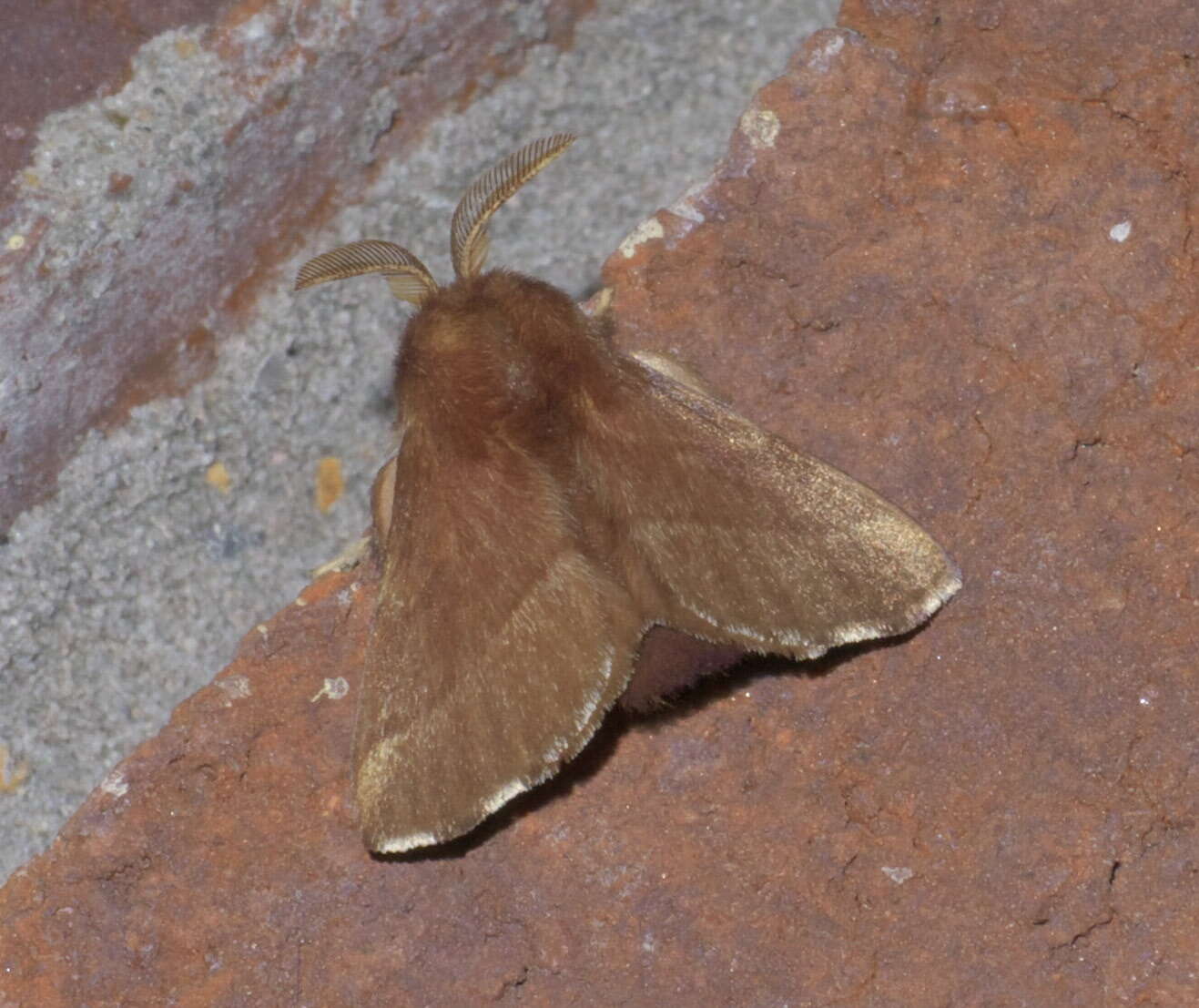 Image of Forest Tent Caterpillar Moth