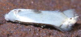 Image of Pseudopostega