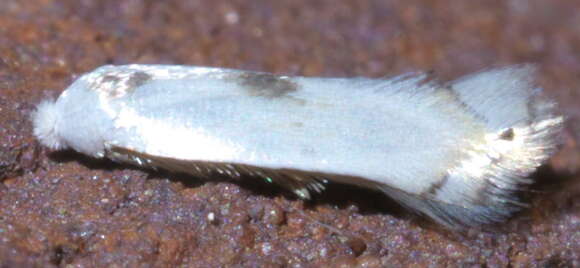 Image of Pseudopostega