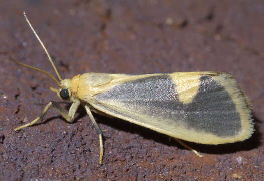 Image of Lead-colored Lichen Moth