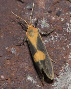 Image of Lead-colored Lichen Moth