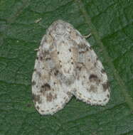 Image of Little White Lichen Moth