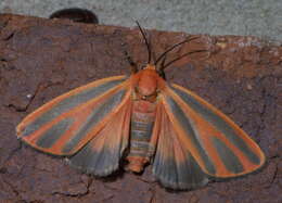 Image of Scarlet-winged Lichen Moth