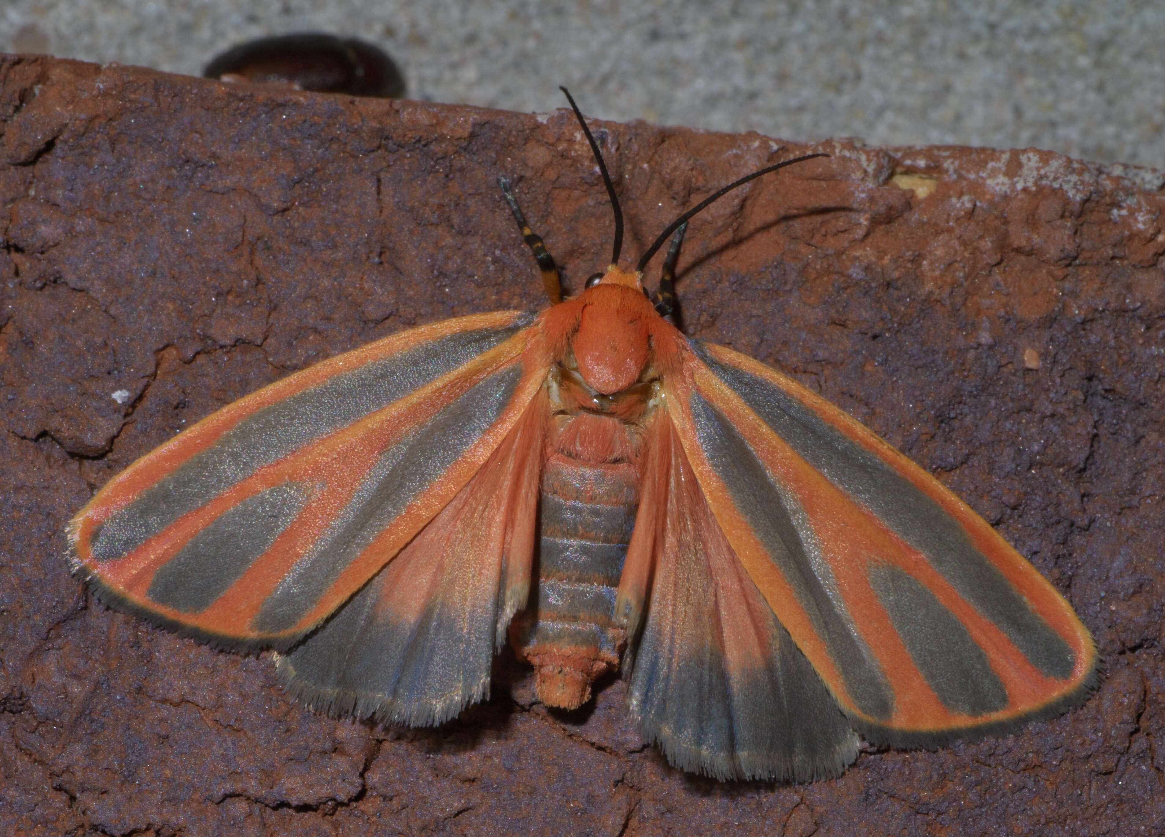 Image of Scarlet-winged Lichen Moth