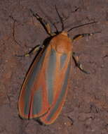 Image of Scarlet-winged Lichen Moth