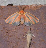 Image of Scarlet-winged Lichen Moth