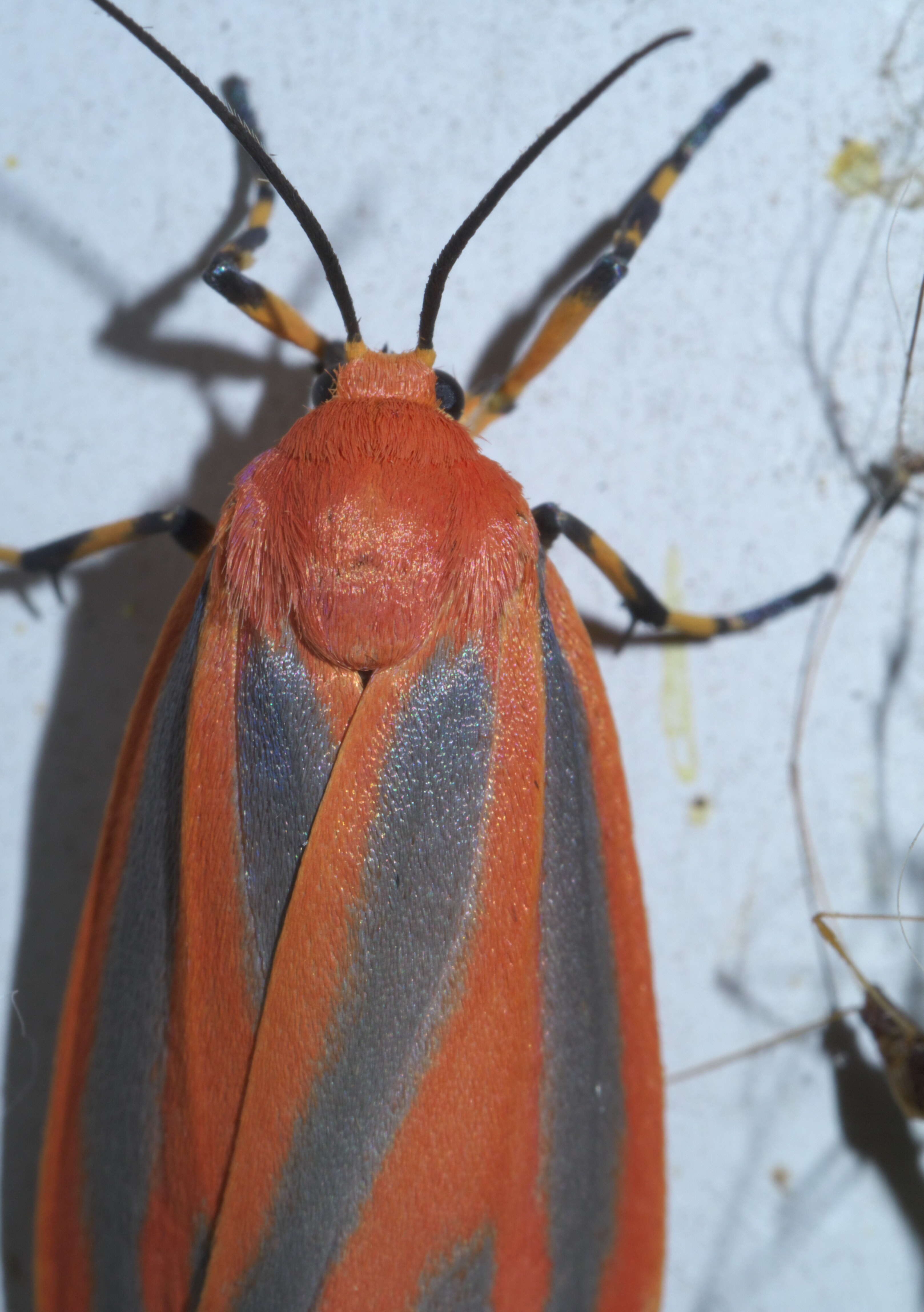 Image of Scarlet-winged Lichen Moth