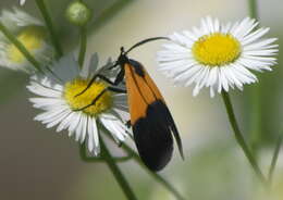 Image of Black-and-yellow Lichen Moth