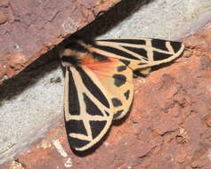 Image of Carlotta's Tiger Moth