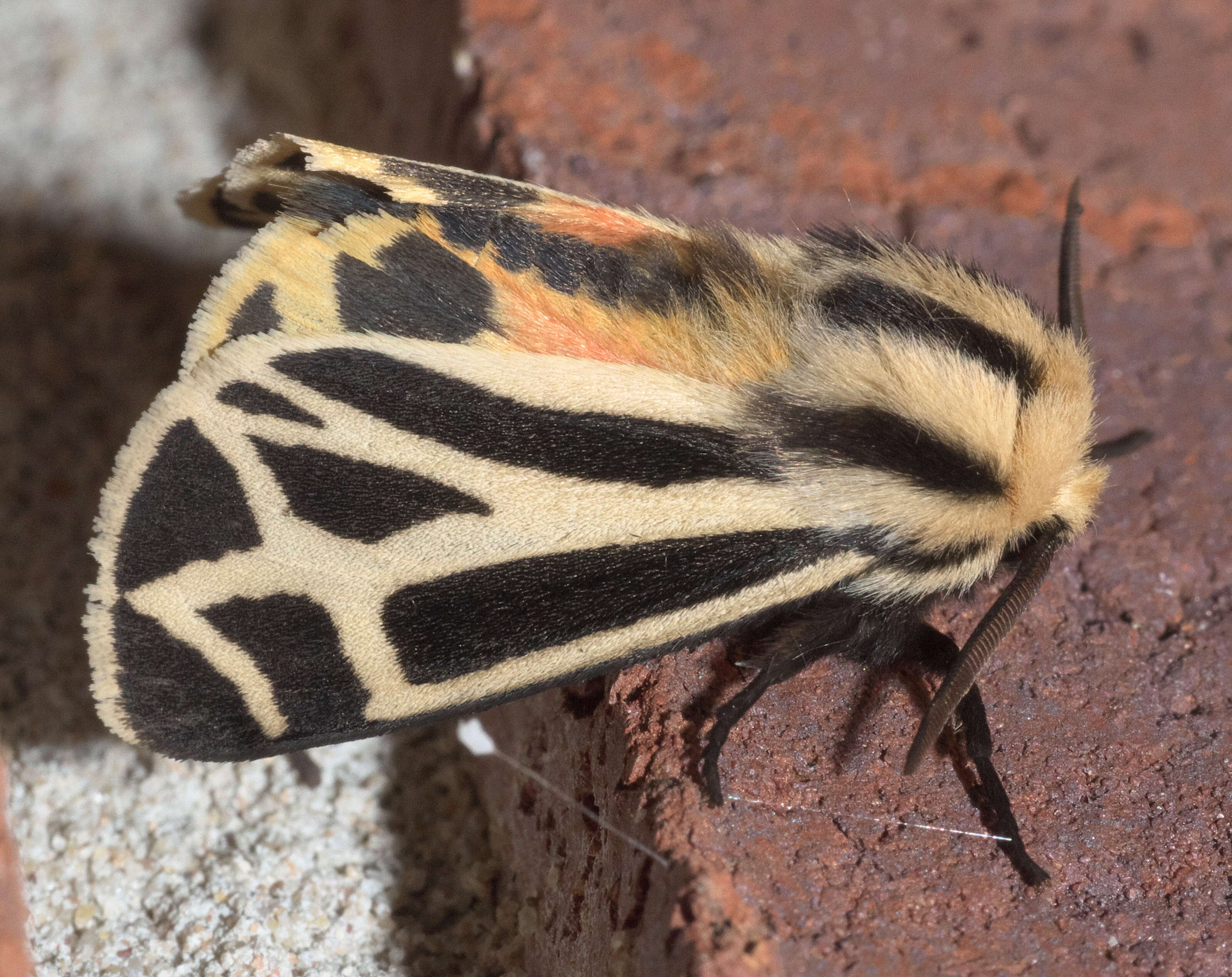 Image of Carlotta's Tiger Moth