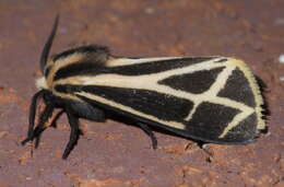 Image of Carlotta's Tiger Moth