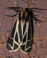 Image of Carlotta's Tiger Moth