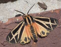 Image of Harnessed Tiger Moth