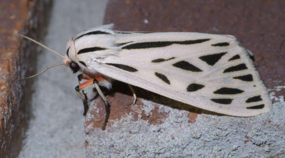 Image of Arge Moth