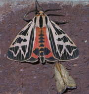 Image of Phyllira Tiger Moth