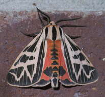 Image of Phyllira Tiger Moth