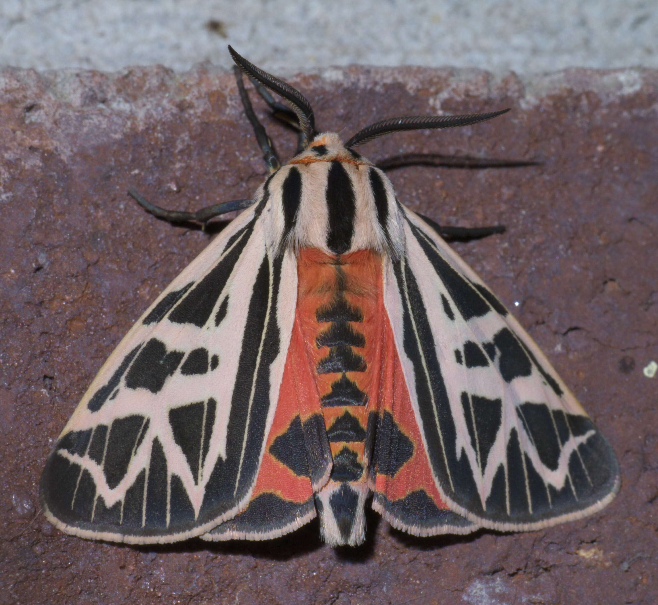 Image of Phyllira Tiger Moth