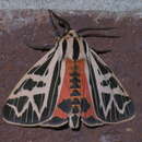 Image of Phyllira Tiger Moth