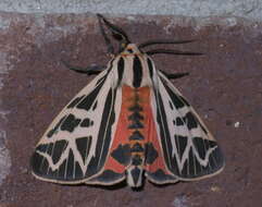 Image of Phyllira Tiger Moth