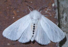 Imagem de Spilosoma virginica Fabricius 1798