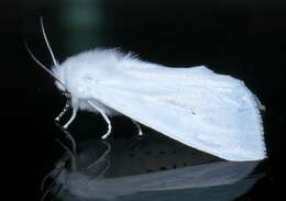 Image of Virginian Tiger Moth