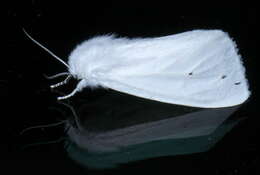 Imagem de Spilosoma virginica Fabricius 1798