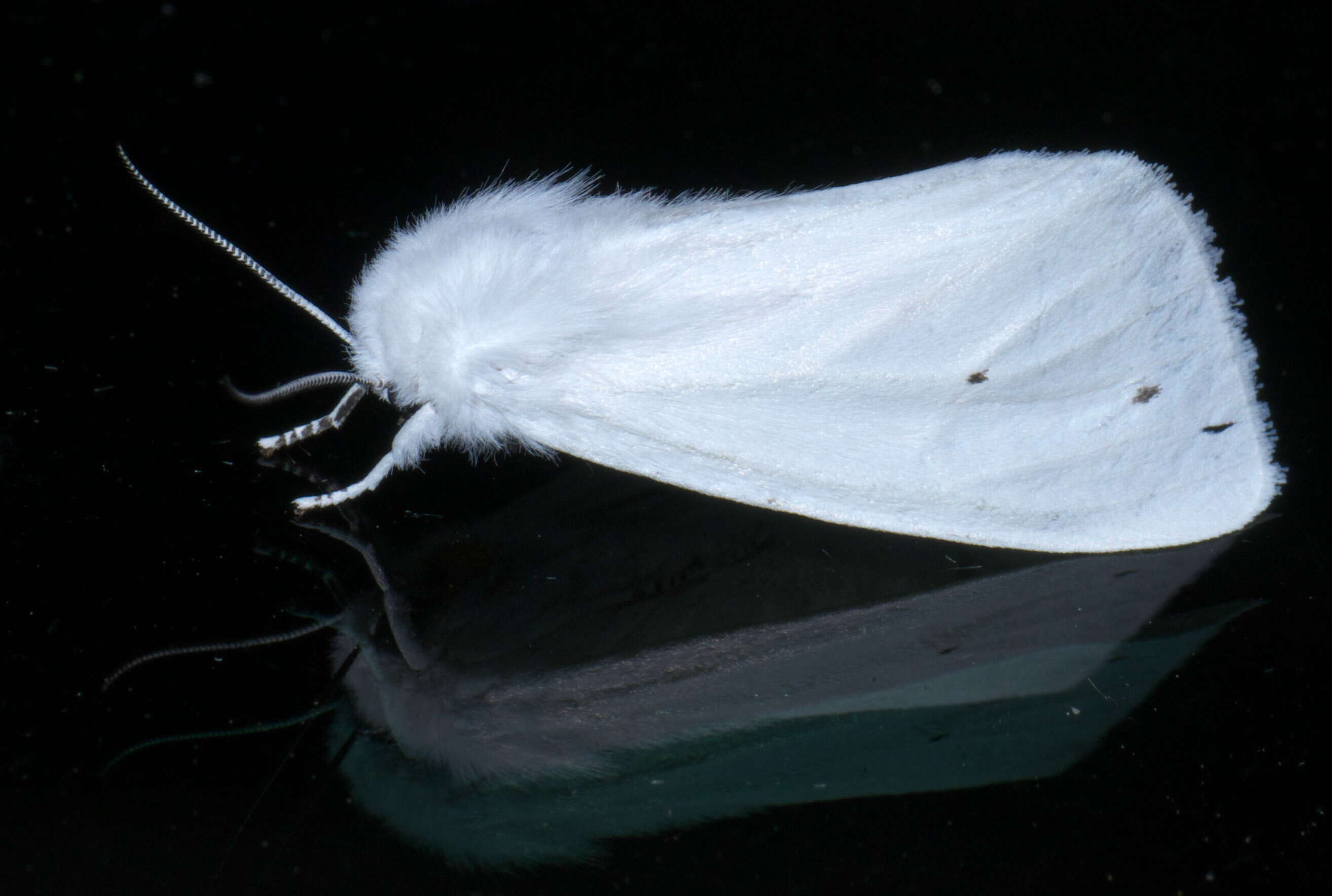 Imagem de Spilosoma virginica Fabricius 1798