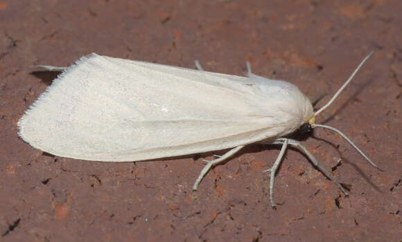 Image of Oregon Cycnia