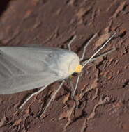 Image of Oregon Cycnia