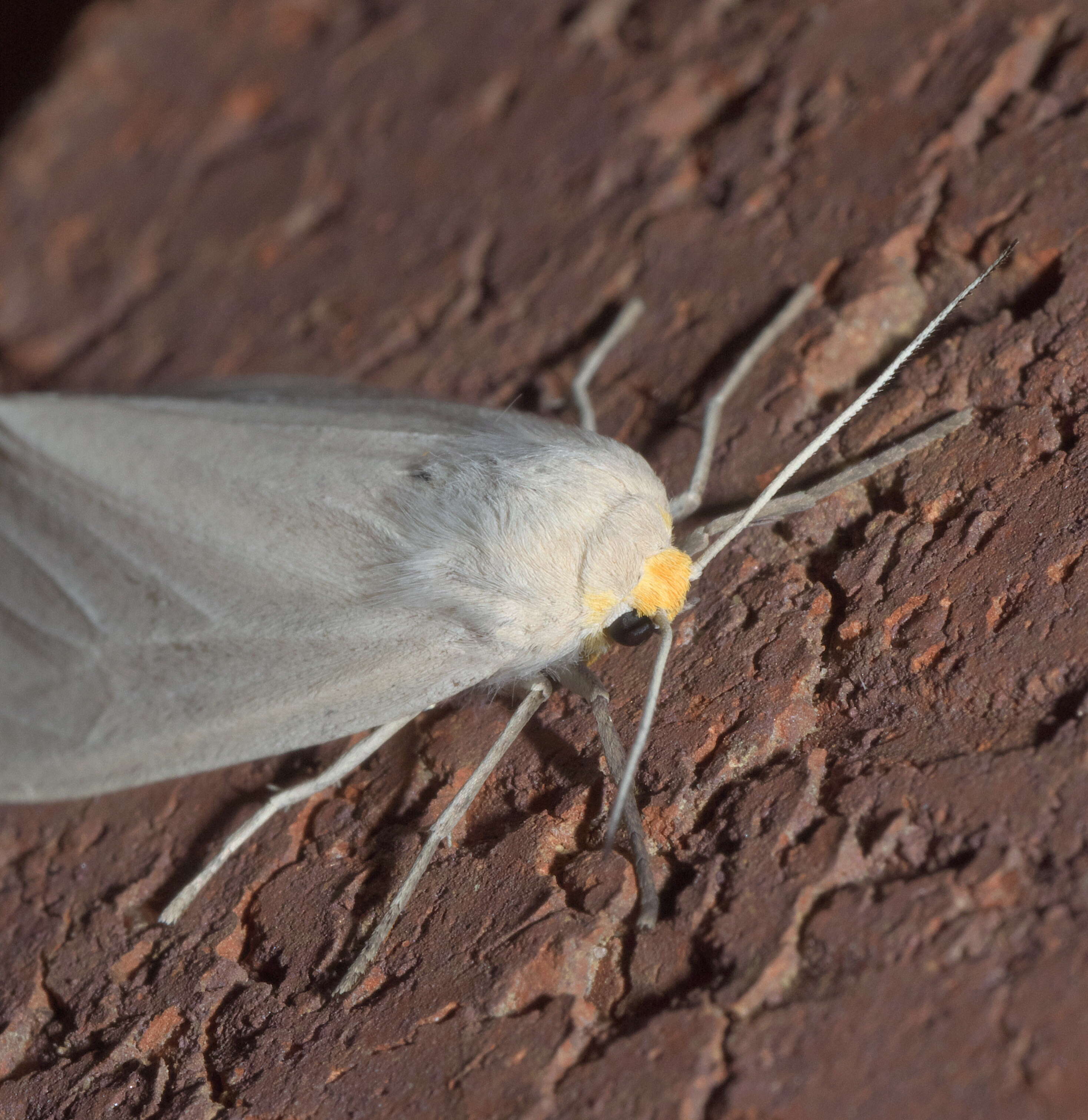 Image of Oregon Cycnia