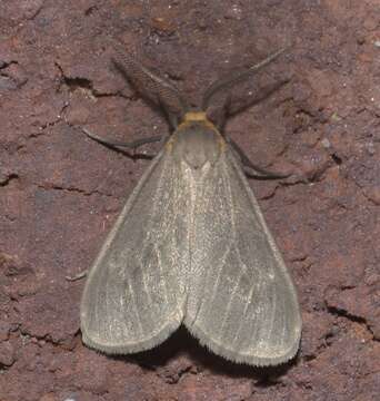 Image of Milkweed Tussock Moth