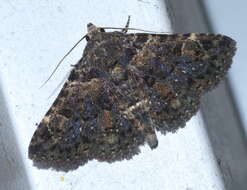 Image of Common Fungus Moth