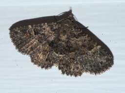 Image of Common Fungus Moth