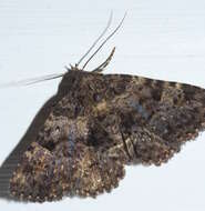 Image of Common Fungus Moth