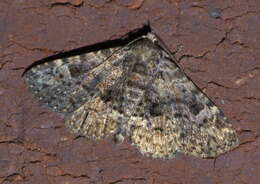 Image of Common Fungus Moth