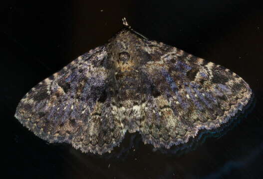 Image of Common Fungus Moth