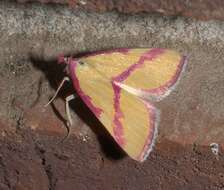 Image of Ernestine's Moth