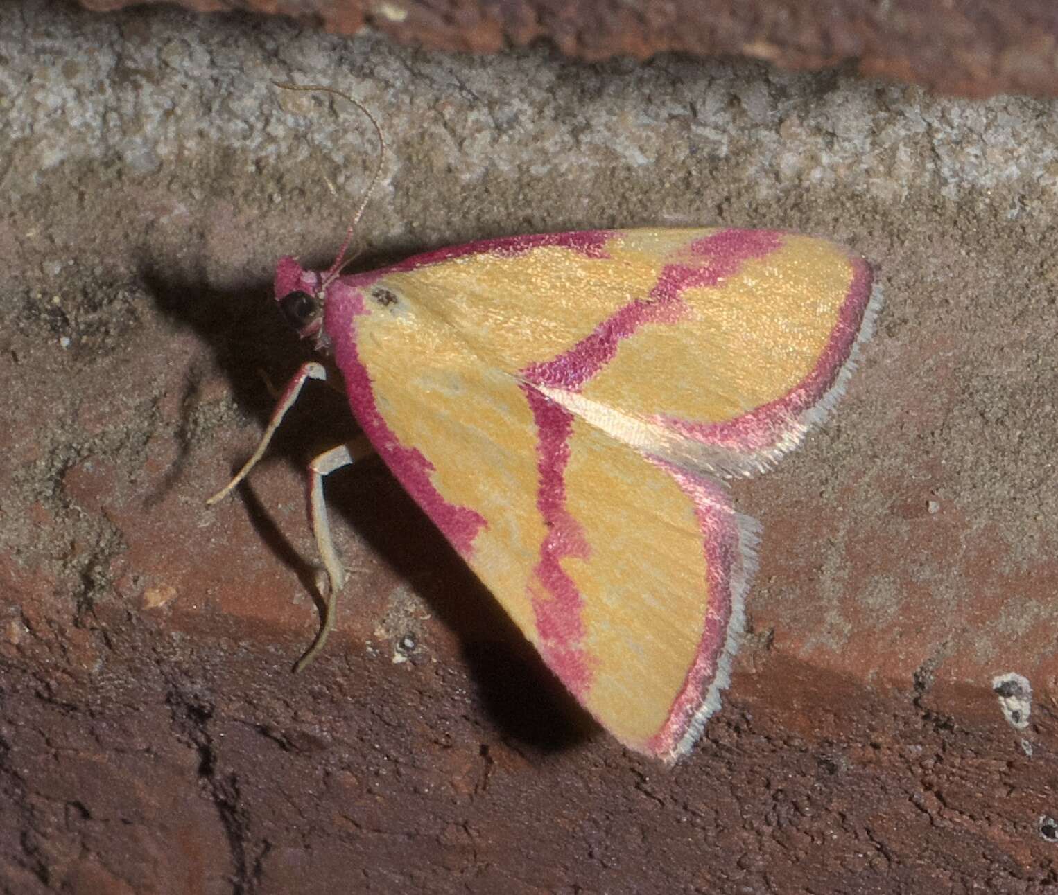 Image of Ernestine's Moth