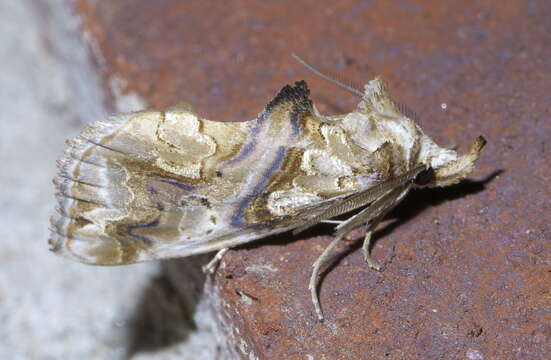 Image of Moonseed Moth